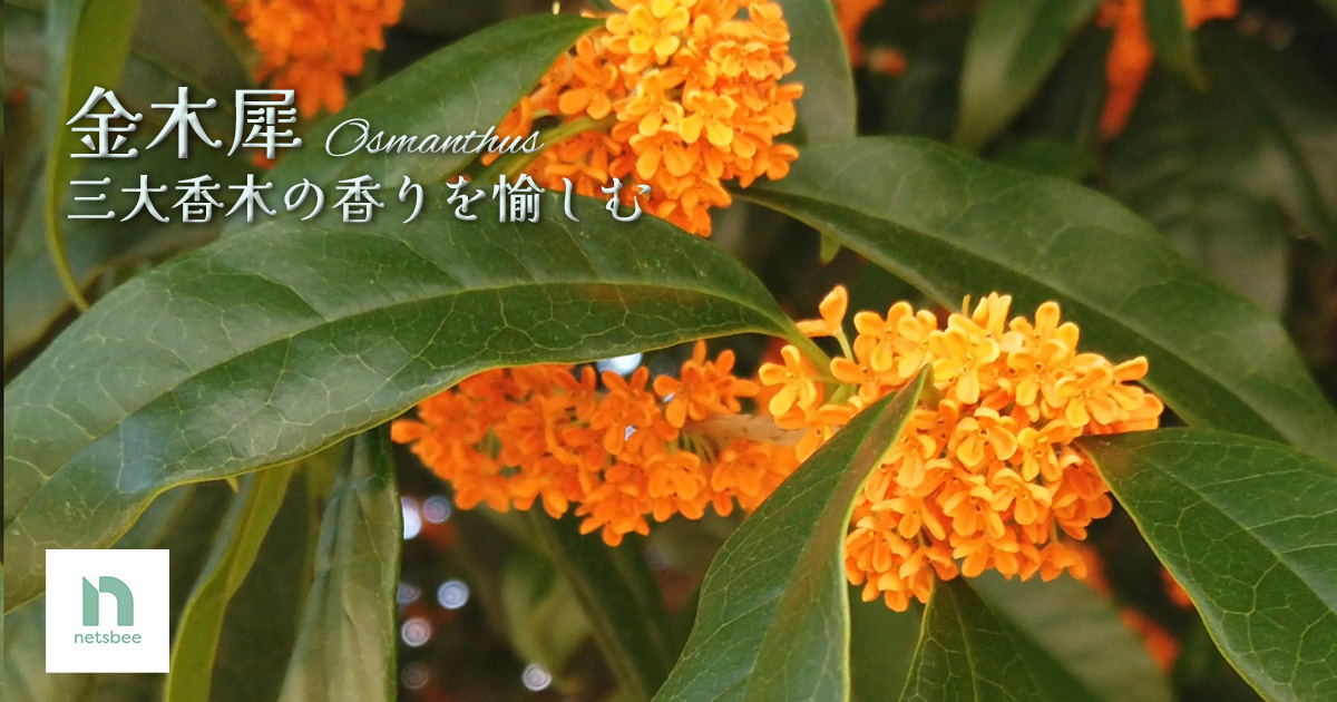 金木犀 – 三大香木の香りを愉しむヘアケア③ | Kirecipe キレシピ